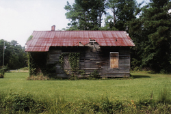 Holly Grove